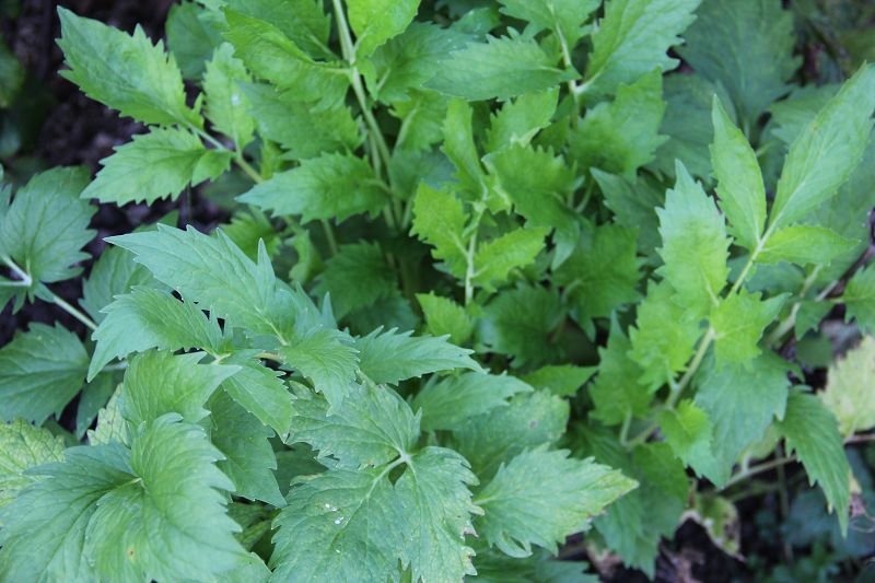 Lovage