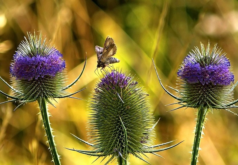 Wild teasel
