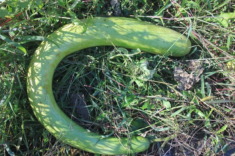 Bottle gourd Snake