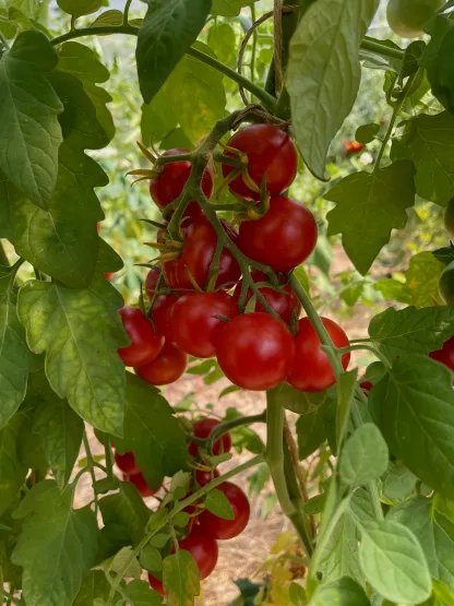 Cocktail tomato Uncle Gustav