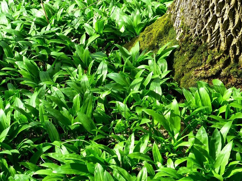 Wild garlic