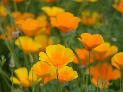Californian Gold Poppy
