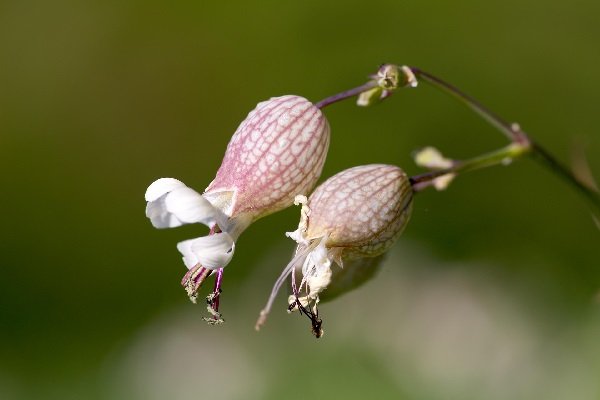 Bladder campion