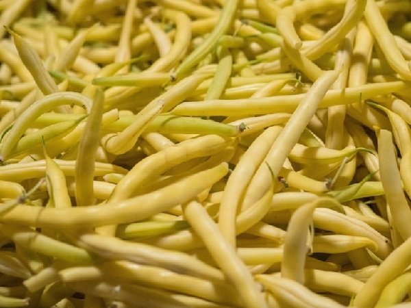 Bush bean Mountain Gold