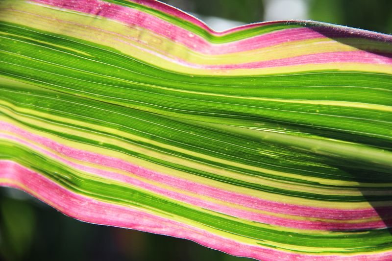 Striped maize